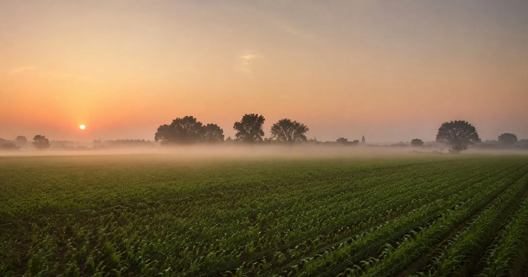 Sunrise over cultivated fields